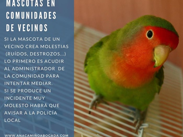 mascotas-derechos-y-obligaciones_img18668t1m4w700h526